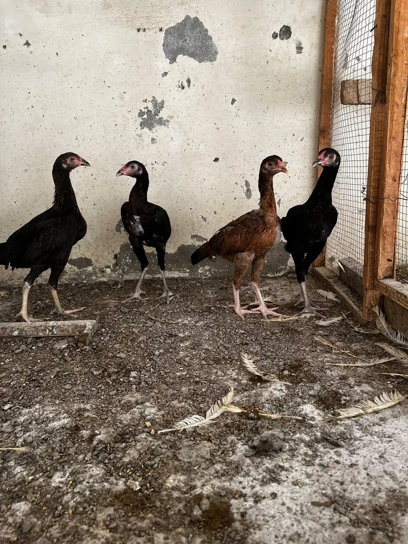 aseel chick for sale — photo 4