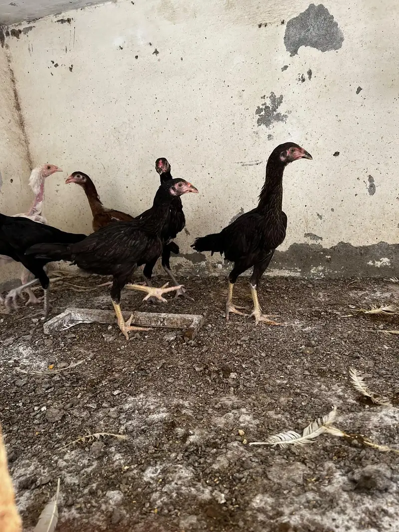 aseel chick for sale — photo 5