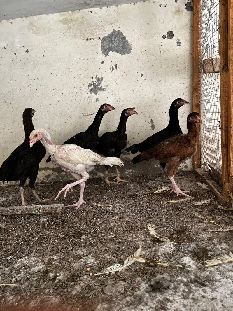 aseel chick for sale — photo 6