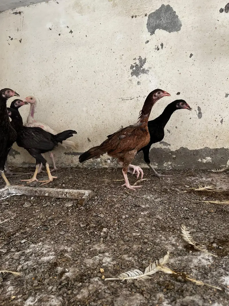 aseel chick for sale — photo 7