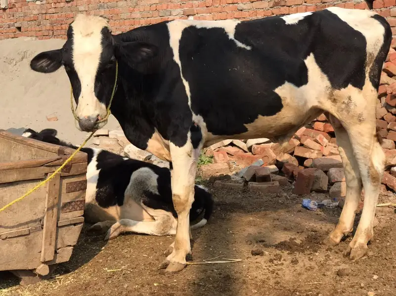 بریڈر بیل برائے فروخت — photo 3