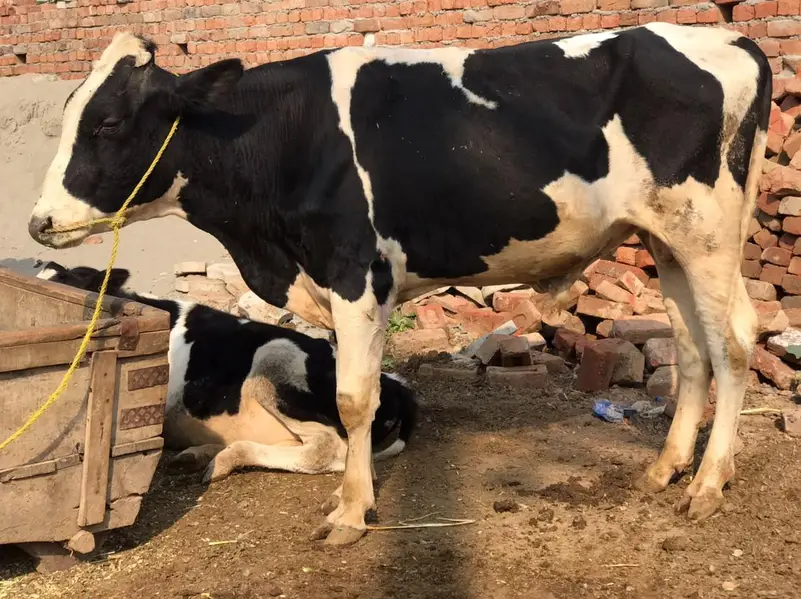 بریڈر بیل برائے فروخت — photo 6