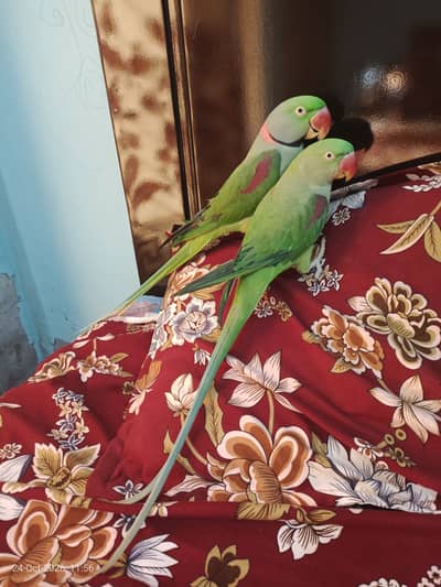 Beautiful Long Tail Kashmiri Raw Parrots Pair For Sale