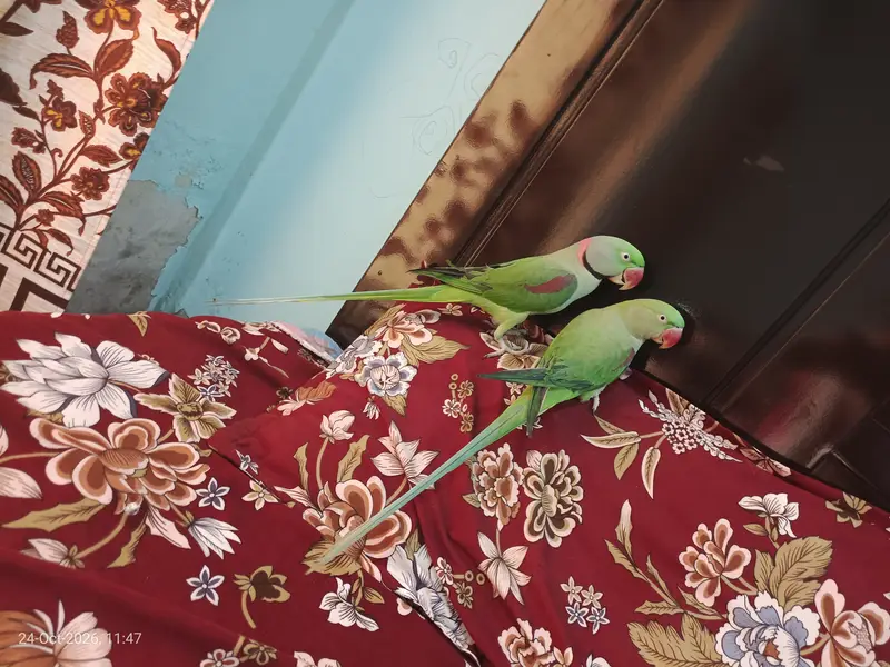 Beautiful Long Tail Kashmiri Raw Parrots Pair For Sale — photo 2