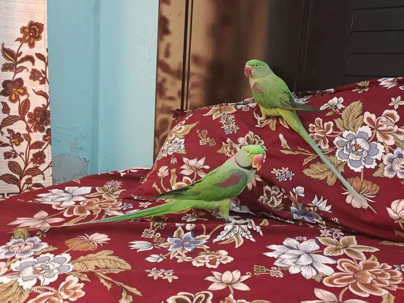 Beautiful Long Tail Kashmiri Raw Parrots Pair For Sale — photo 3
