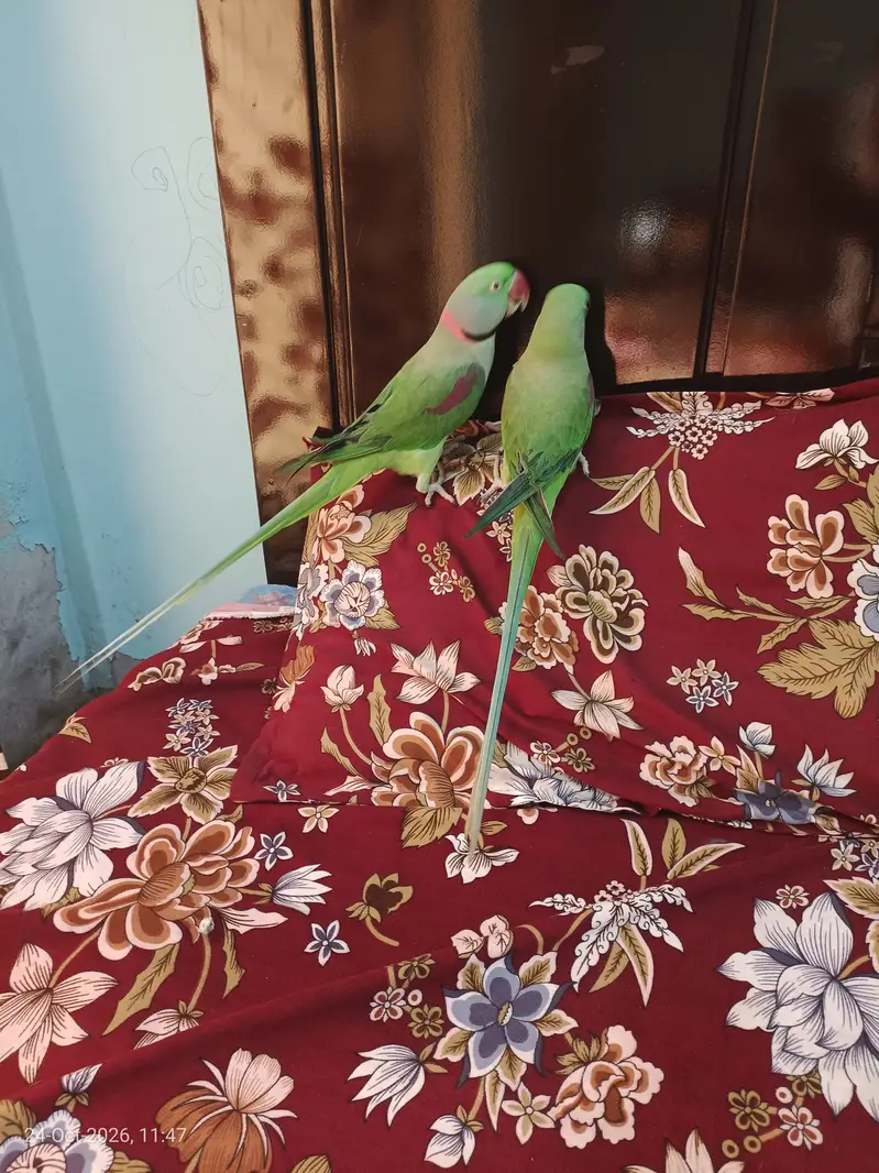 Beautiful Long Tail Kashmiri Raw Parrots Pair For Sale — photo 4