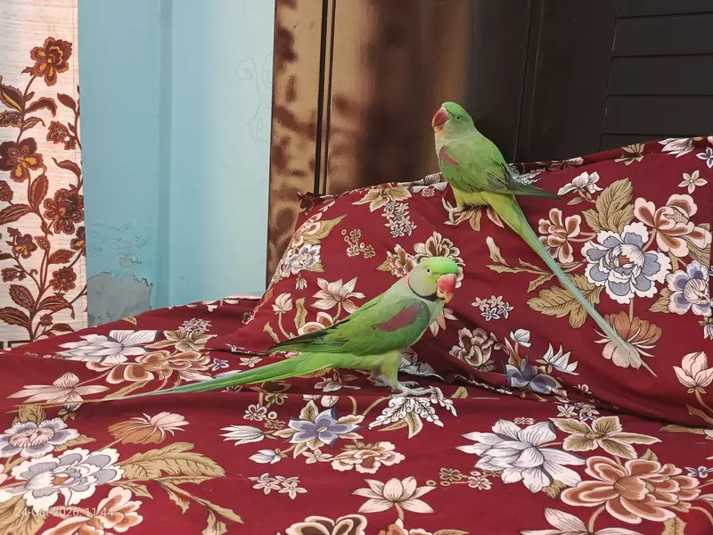 Beautiful Long Tail Kashmiri Raw Parrots Pair For Sale — photo 5