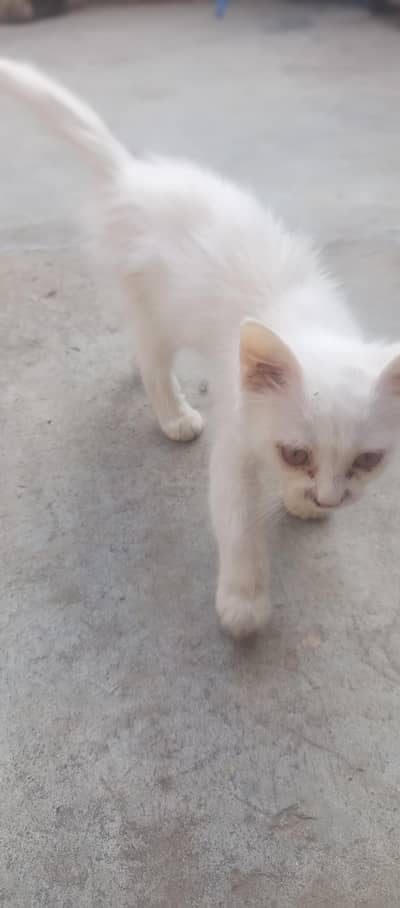 little and cute mano