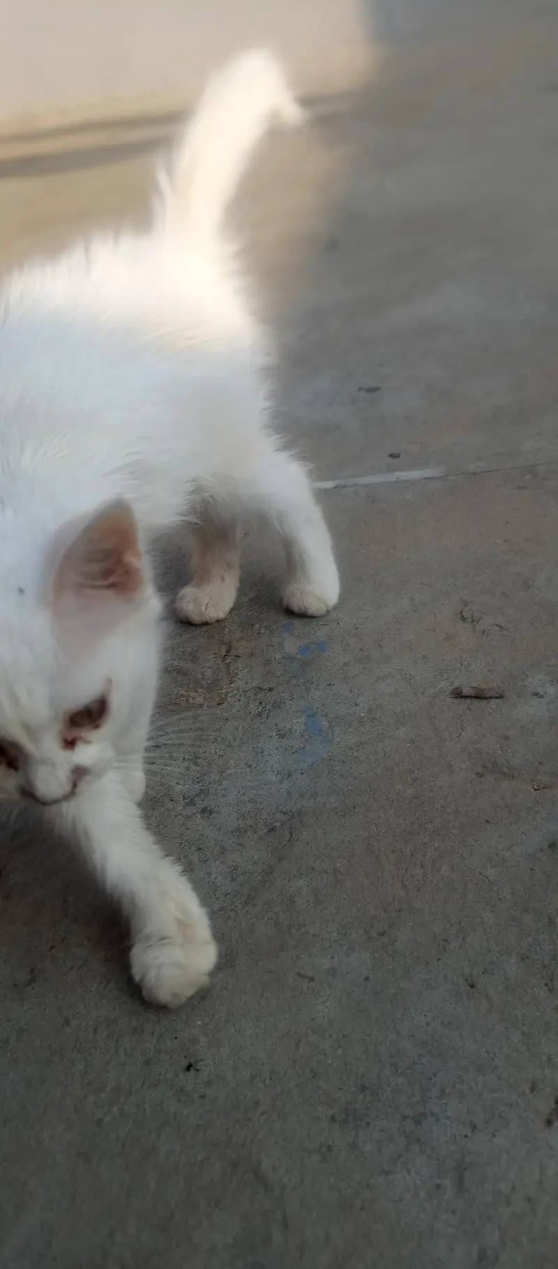 little and cute mano — photo 2