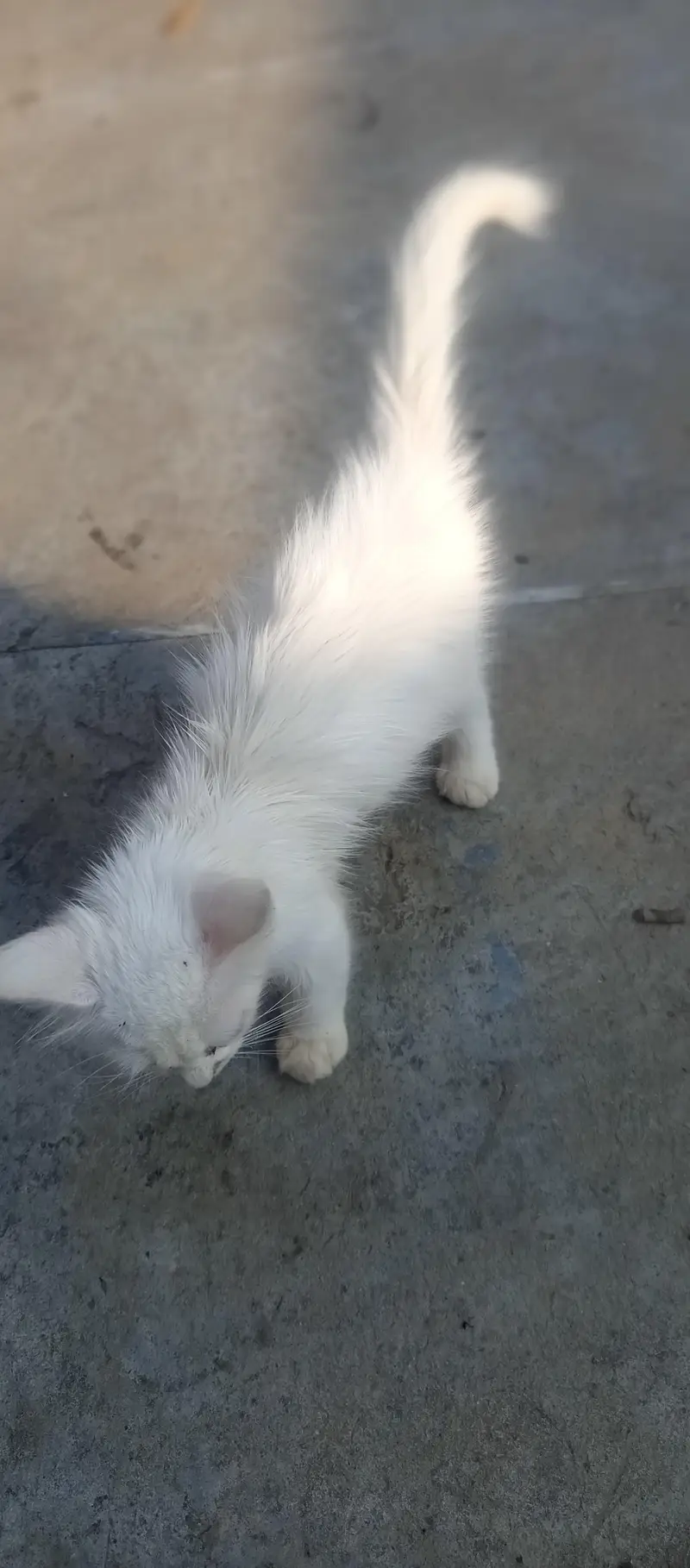 little and cute mano — photo 3