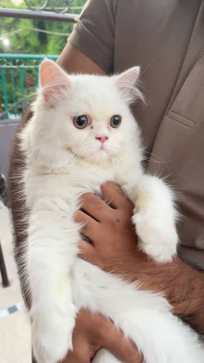 Beautiful punch face kitten up for sale