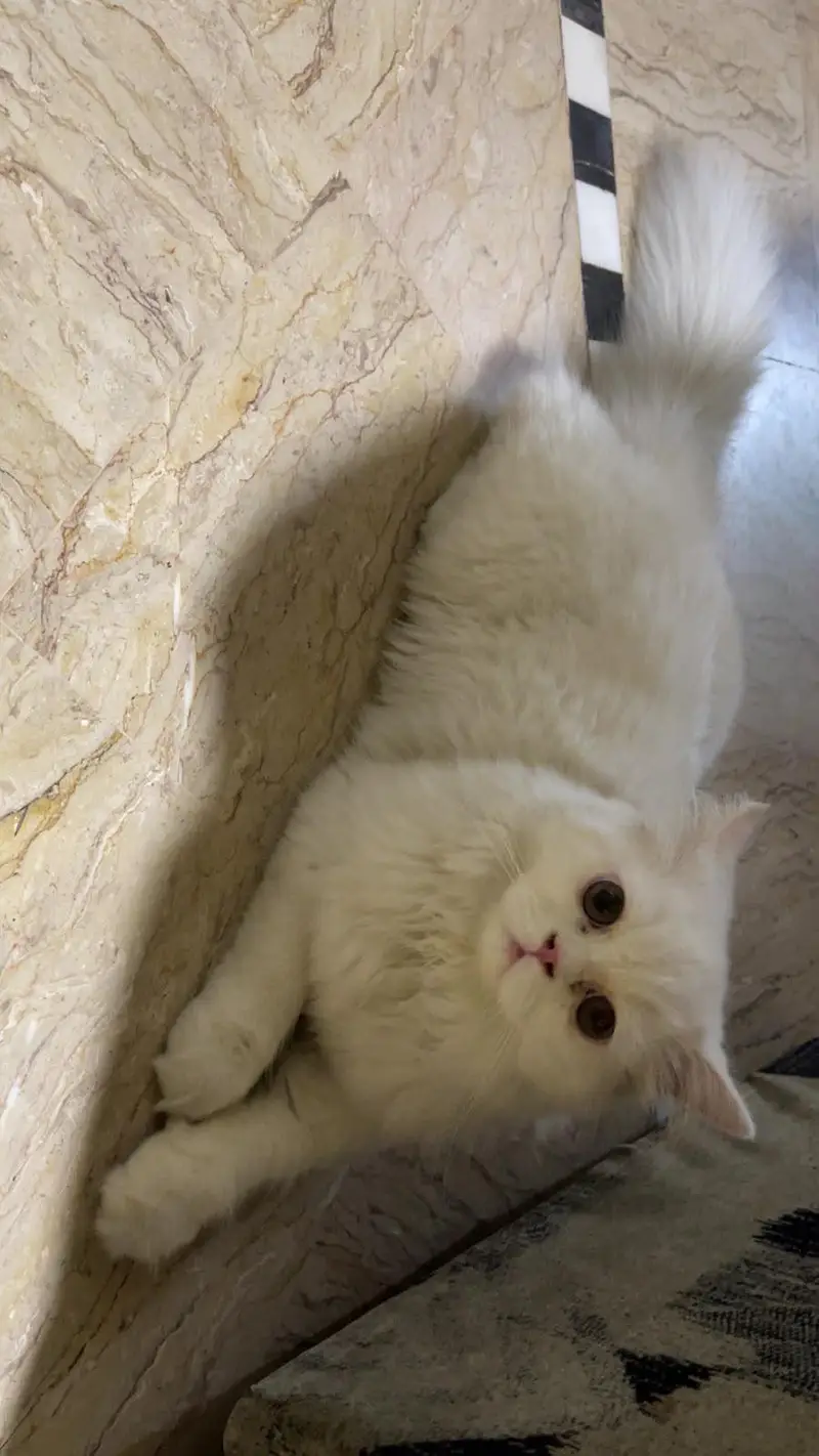 Beautiful punch face kitten up for sale — photo 2