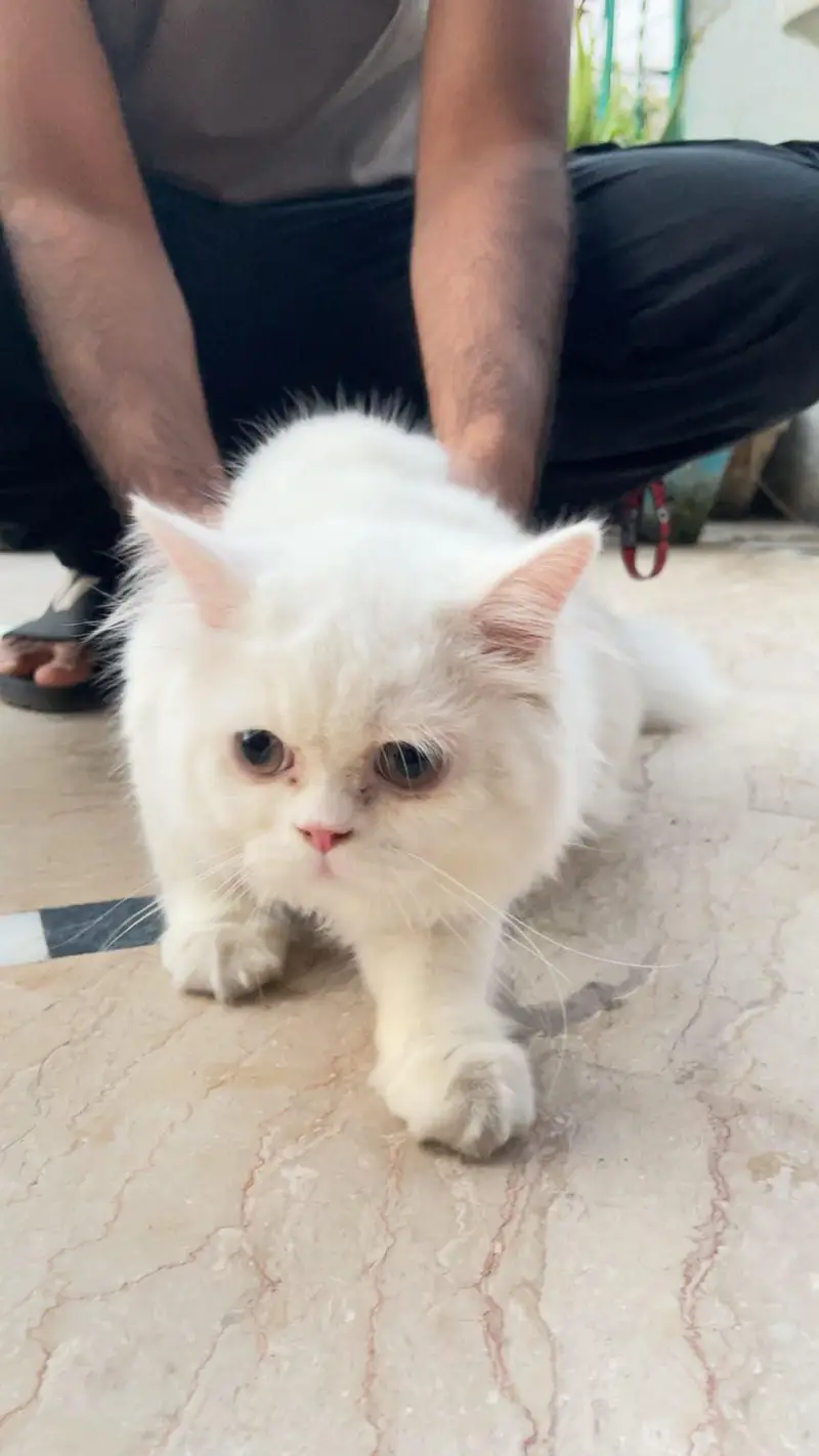 Beautiful punch face kitten up for sale — photo 4