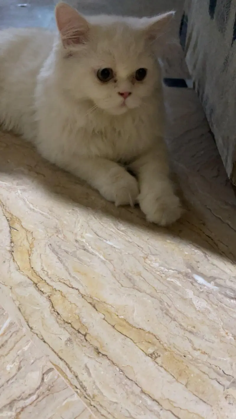 Beautiful punch face kitten up for sale — photo 5