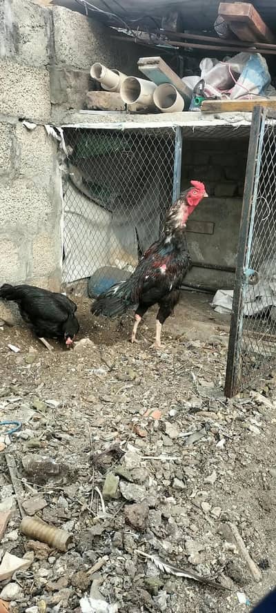 asil quality Bird for sale