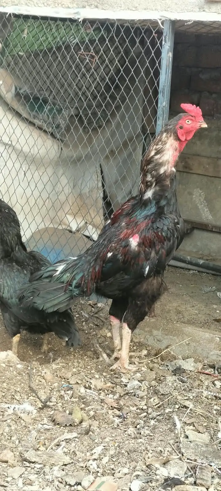 asil quality Bird for sale — photo 2
