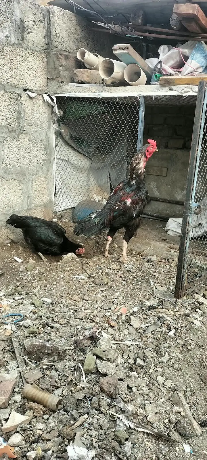 asil quality Bird for sale — photo 3