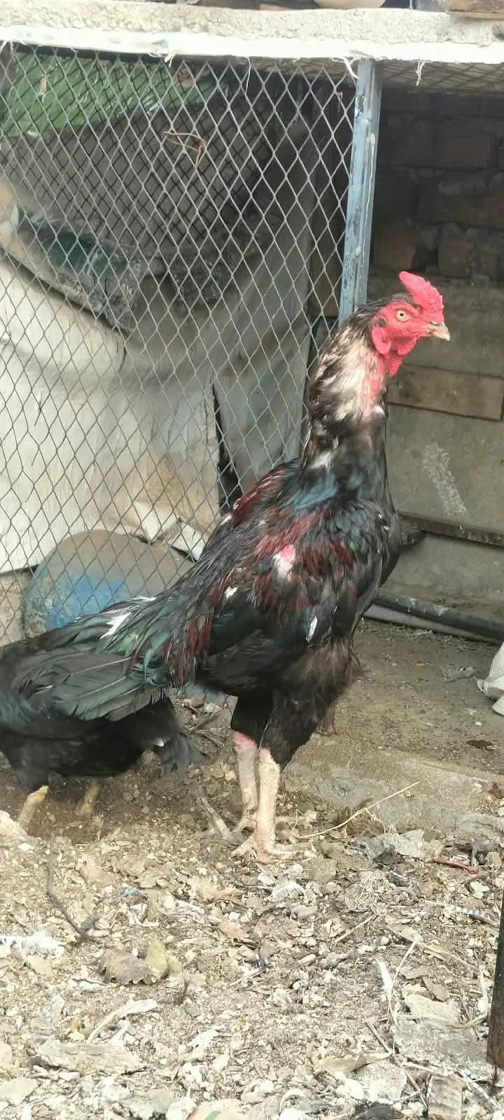 asil quality Bird for sale — photo 4