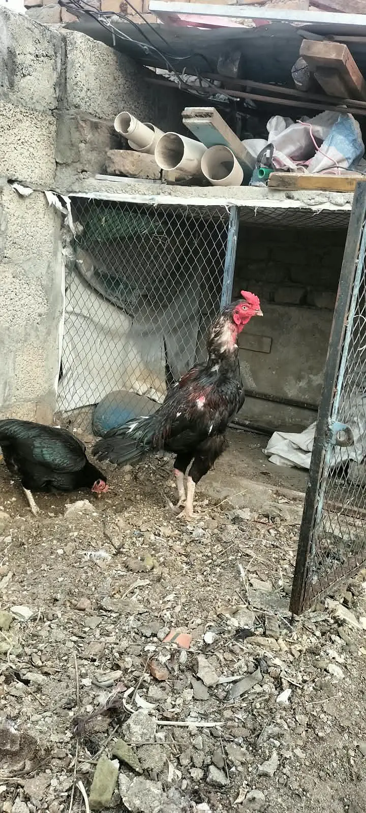 asil quality Bird for sale — photo 5