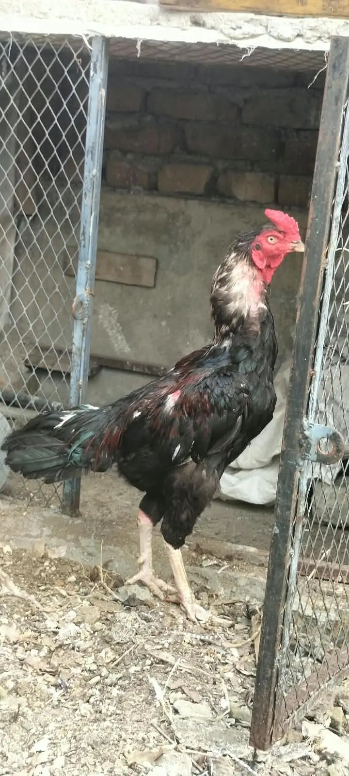 asil quality Bird for sale — photo 6