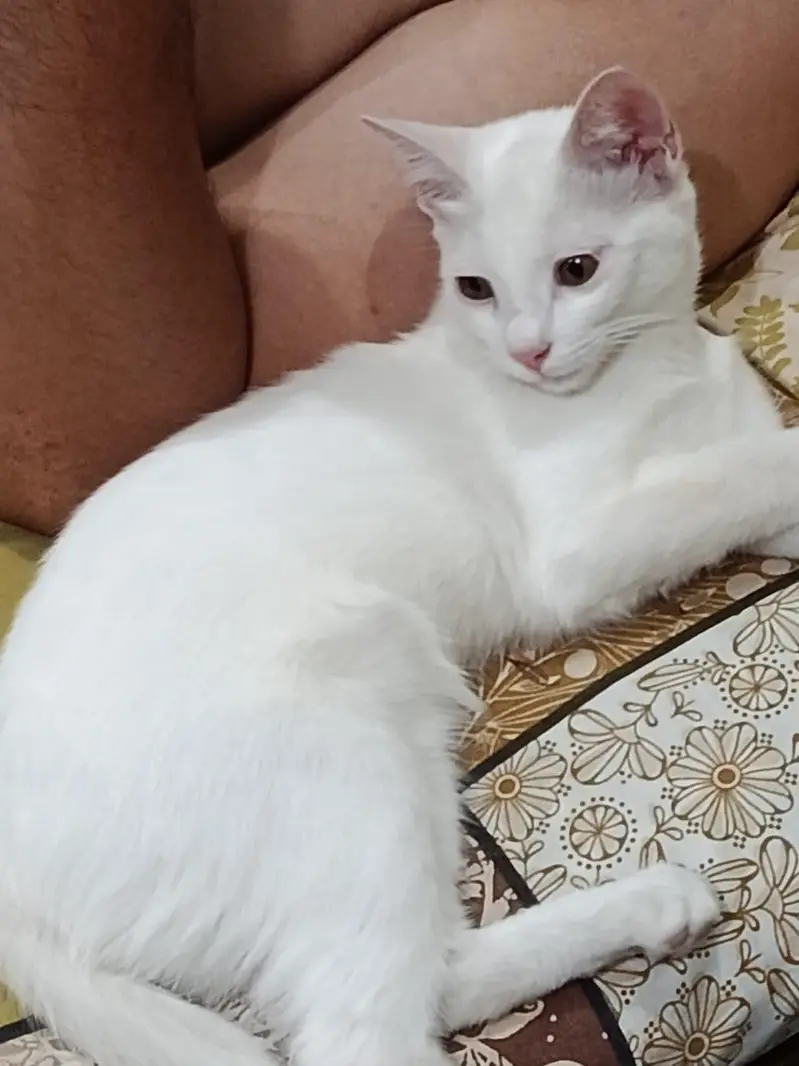 Russian cat — photo 2