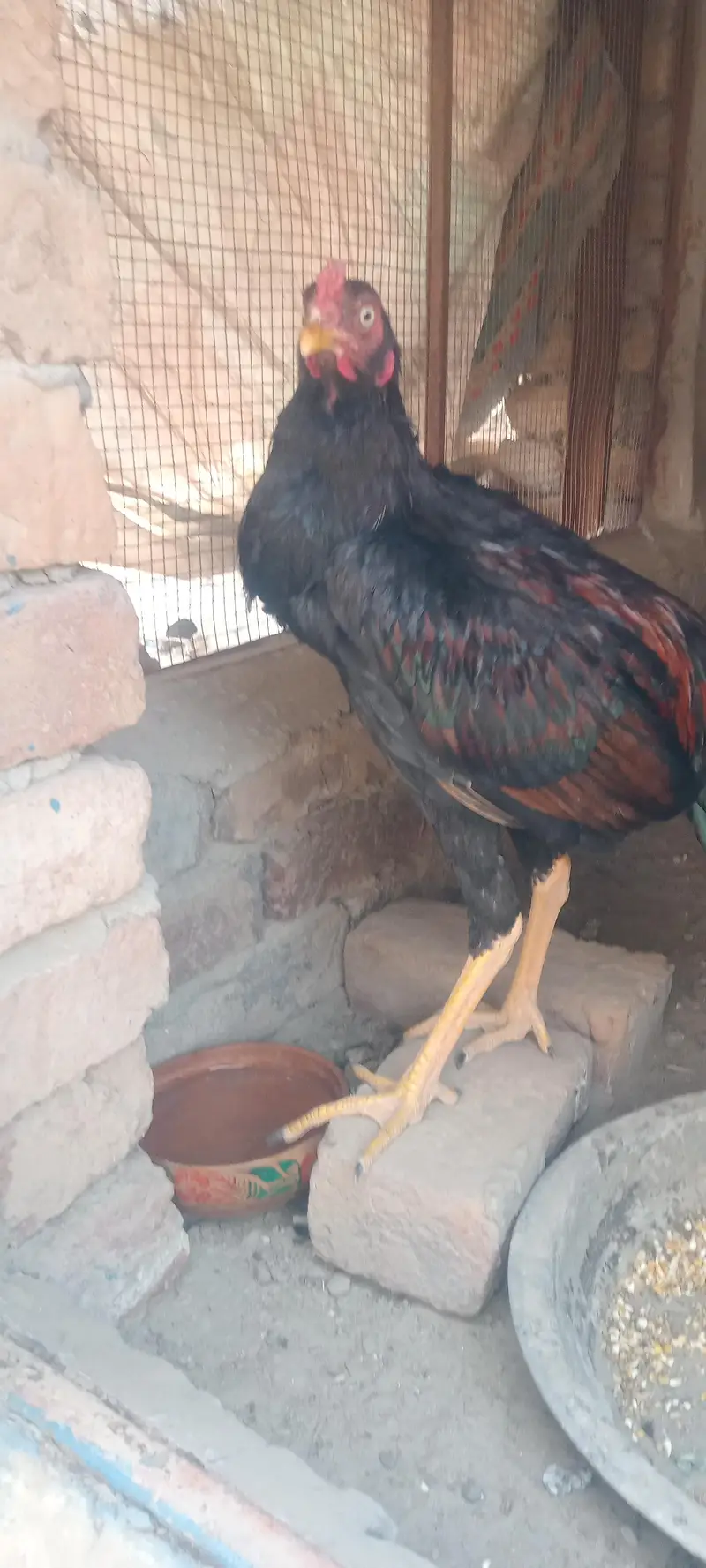 2 Aseel Pathey — photo 2