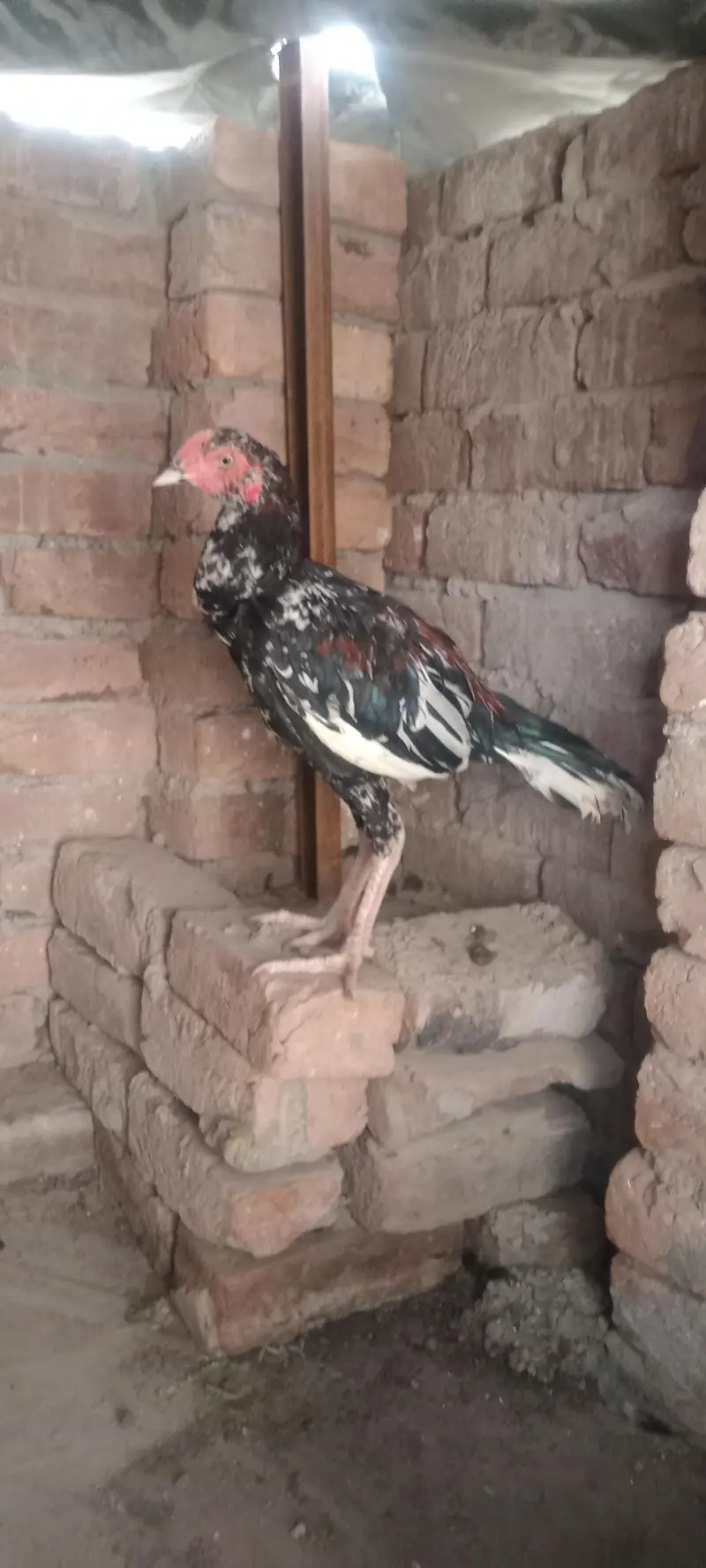 2 Aseel Pathey — photo 3