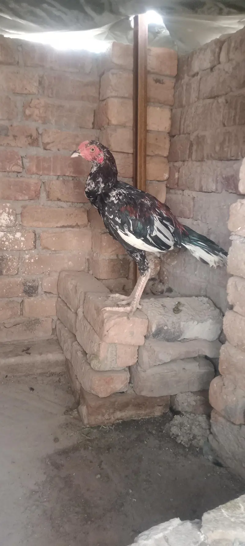 2 Aseel Pathey — photo 4