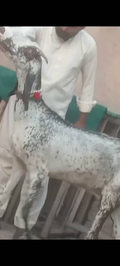 Pure Makhi Cheeni Bakri For Sale | 1 Month Gabban | Goat