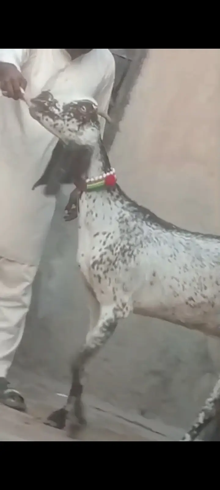 Pure Makhi Cheeni Bakri For Sale | 1 Month Gabban | Goat — photo 2