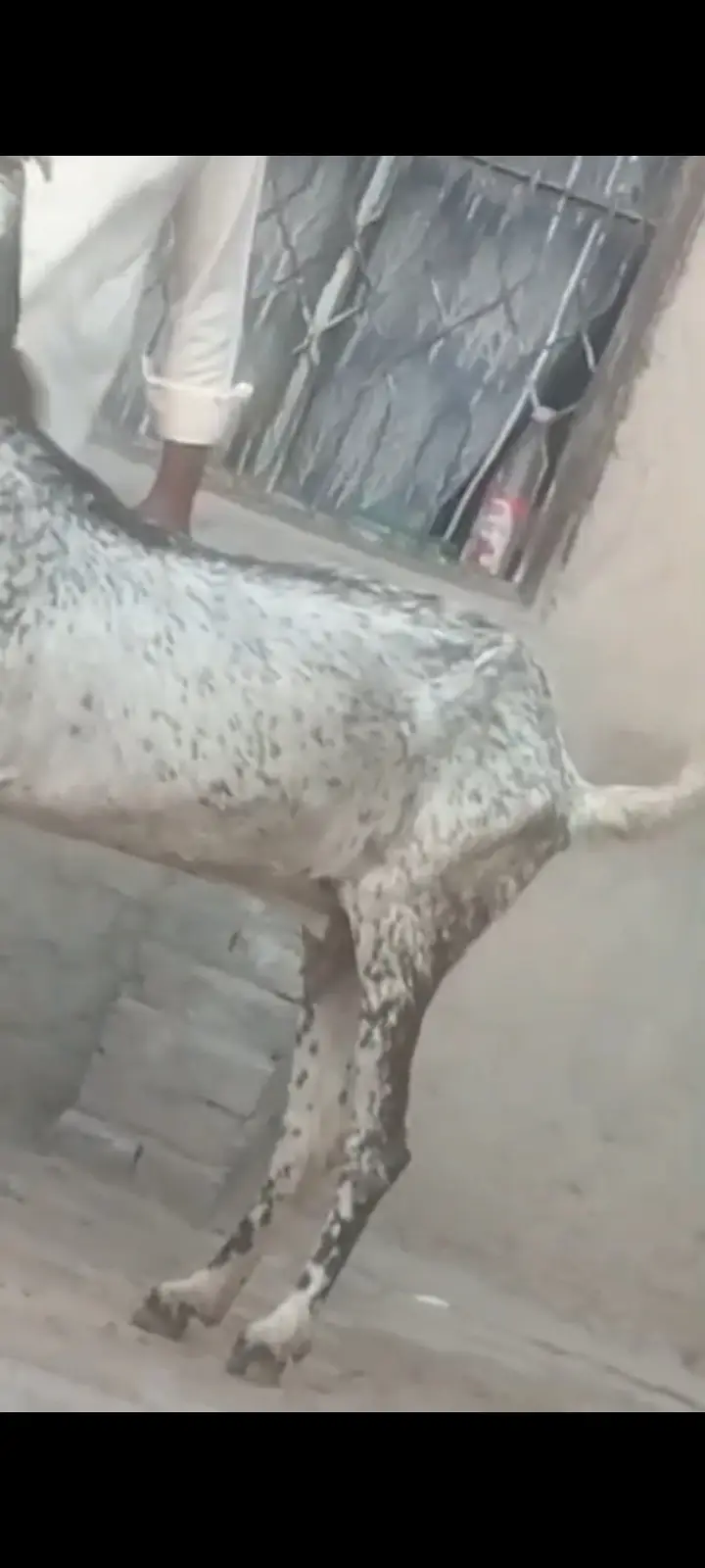 Pure Makhi Cheeni Bakri For Sale | 1 Month Gabban | Goat — photo 3