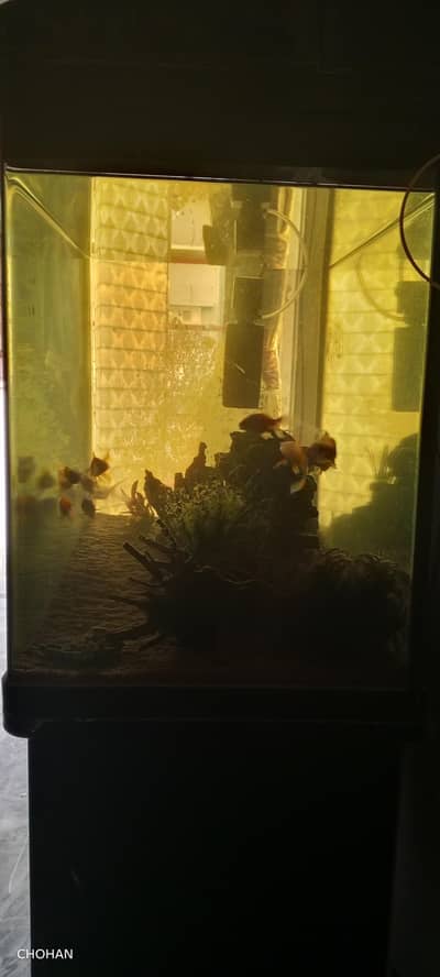 Curved Glass aquarium for sale