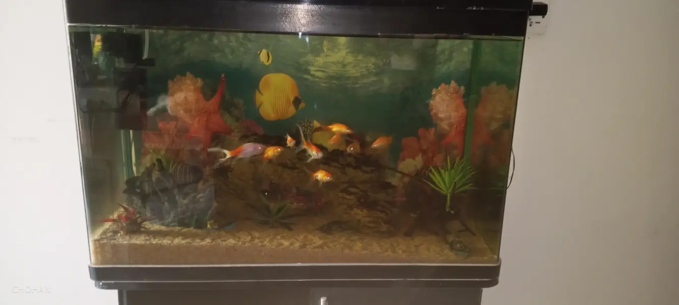 Curved Glass aquarium for sale — photo 2