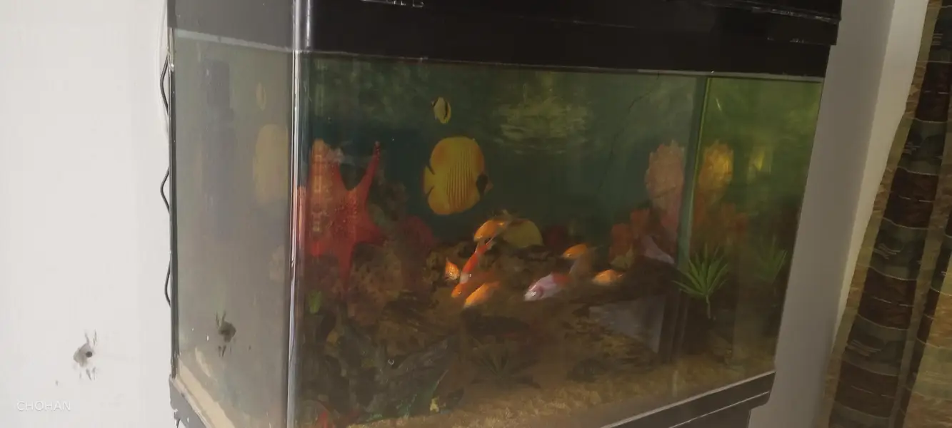 Curved Glass aquarium for sale — photo 3