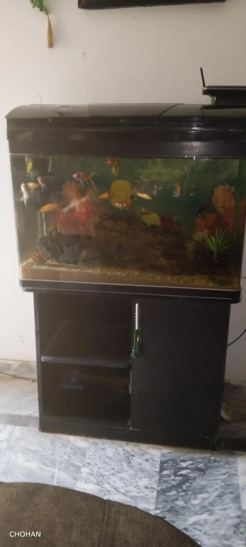 Curved Glass aquarium for sale — photo 4