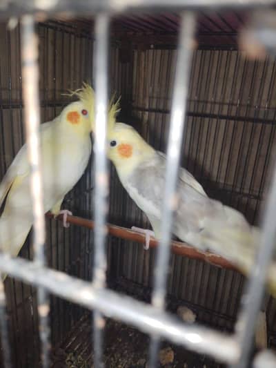 creamxcream pied cocktail ready to breed pair