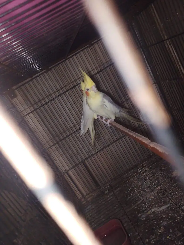 creamxcream pied cocktail ready to breed pair — photo 2