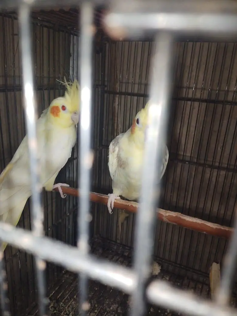 creamxcream pied cocktail ready to breed pair — photo 3