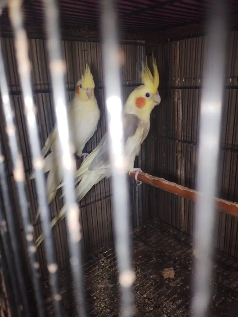 creamxcream pied cocktail ready to breed pair — photo 4