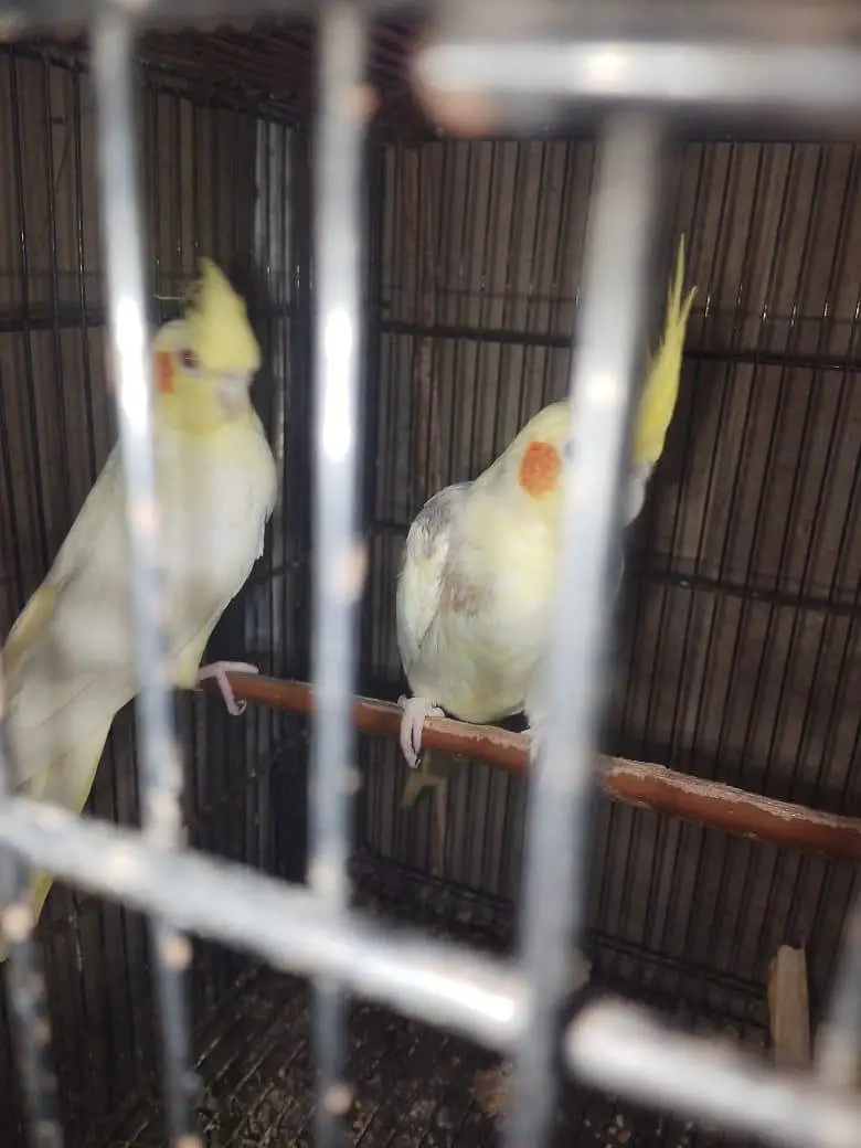 creamxcream pied cocktail ready to breed pair — photo 5