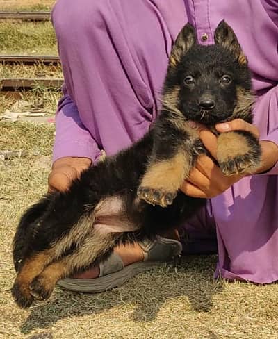 German Shepherd male double coat for sale