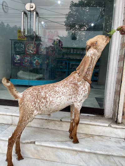 Makhi chena bacha