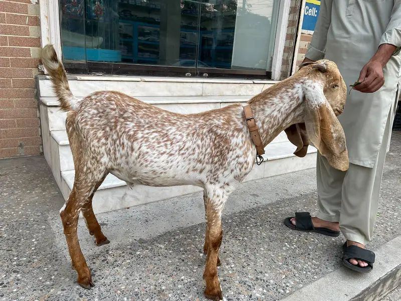Makhi chena bacha — photo 3