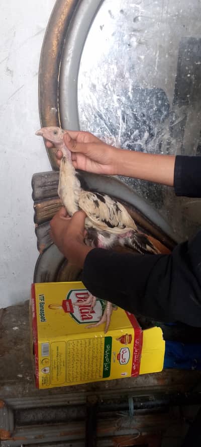 Pure Shamo+parrot beak Long Heighted pair healthy  active 03364578464