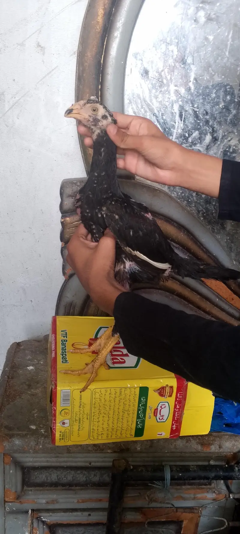 parrot beak Long  tail +heighted pair healthy  active 03364578464 — photo 2