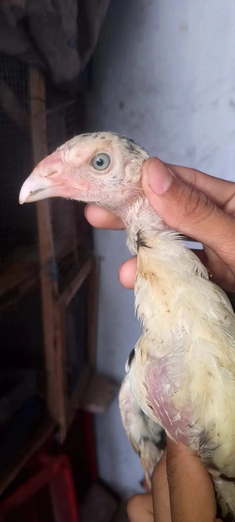 parrot beak Long  tail +heighted pair healthy  active 03364578464 — photo 3