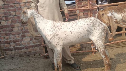 this is a pure makki cheeni goat 4 months ghaban and first time ghaban