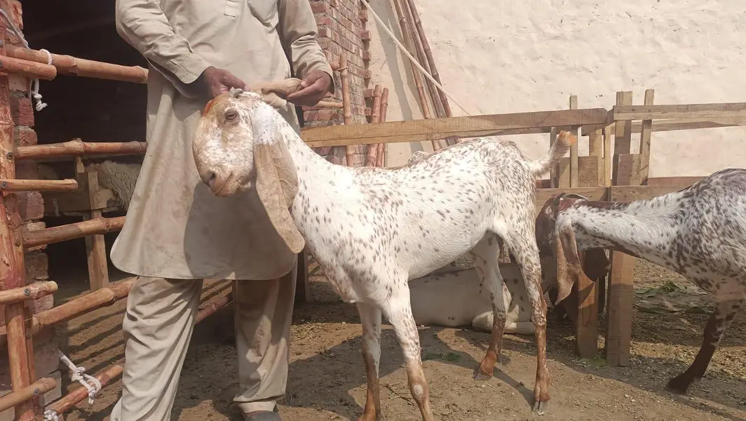 this is a pure makki cheeni goat 4 months ghaban and first time ghaban — photo 2
