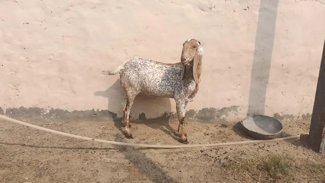 this is a pure makki cheeni goat 4 months ghaban and first time ghaban — photo 3