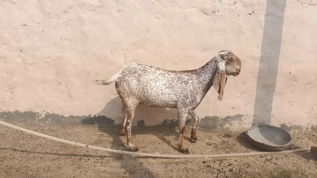 this is a pure makki cheeni goat 4 months ghaban and first time ghaban — photo 4